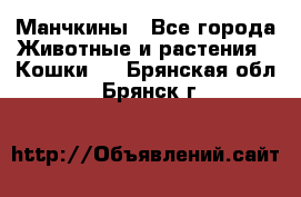 Манчкины - Все города Животные и растения » Кошки   . Брянская обл.,Брянск г.